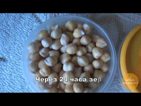 Как прорастить рожь, пшеницу, зелёную гречку, овёс и др.