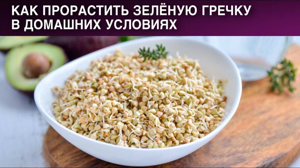 Как прорастить зеленую гречку в домашних условиях 🥙 Пророщенная гречка для здорового питания ПП Как прорастить зеленую гречку в домашних условиях 🥙 Пророщенная гречка для здорового питания ПП
