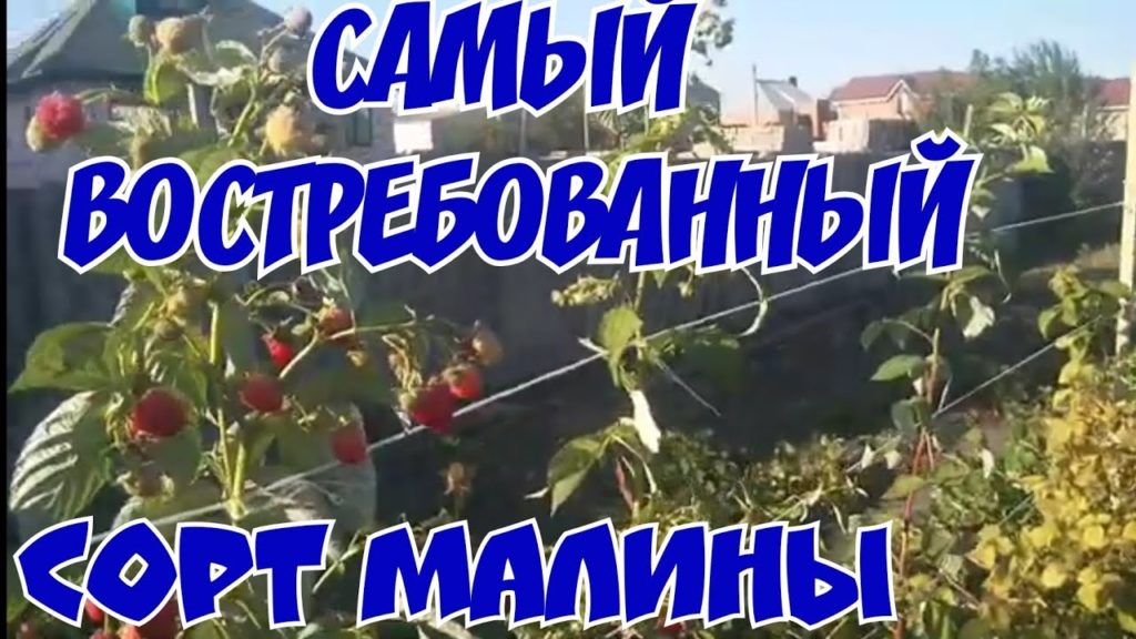 «ЛУЧШИЕ МИРОВЫЕ СОРТА малины:МАЛИНА (МАРАВИЛЛА)!»
