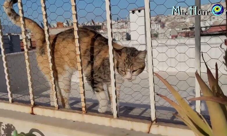 Мозговитая шаурма, пробуем🧠 Кормим голубей🕊️ а мартышки теперь оголодают🥴 Жизнь в Турции, Измир